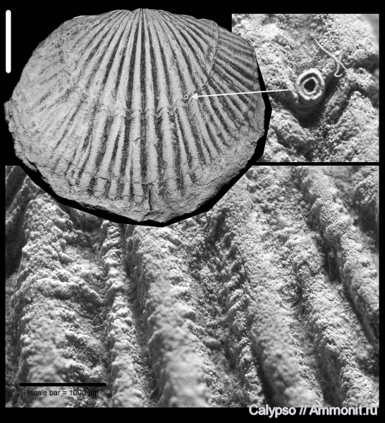 Orthida, Glossorthis, Orthidina, Productorthidae, Orthoidea, Glossorthinae, Glossorthis virgata