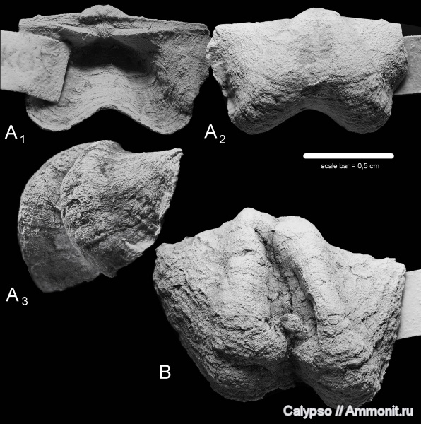 Chonetida, Rugosochonetidae, Chonetacea, Chonetidina, Dyoros, Dyoros pseudotrapezoidalis