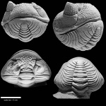 Estoniops exilis (Eichwald, 1840)