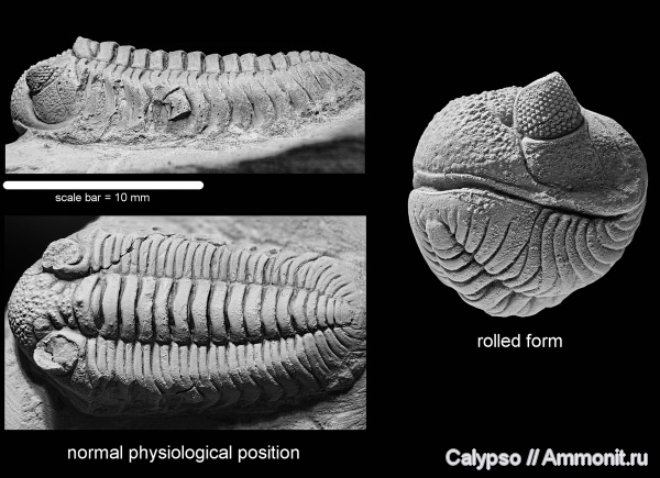 Estoniops, Phacopida, Pterygometopidae, Phacopina, Estoniops exilis