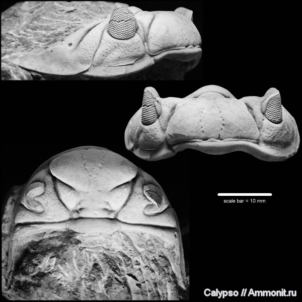 препарирование, Phacopida, Chasmops, Pterygometopidae, Phacopina, Chasmops odini