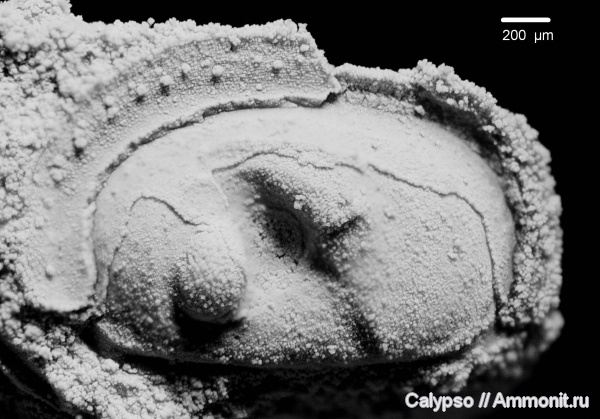 остракоды, Ostracoda, микрофауна, микропалеонтология, Tetradellinae