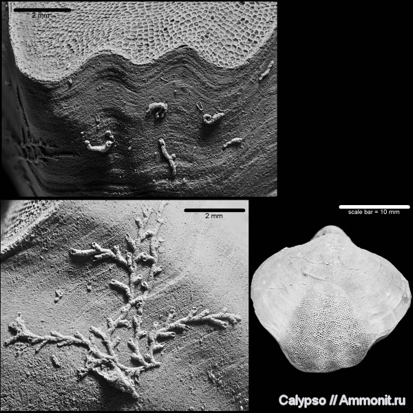 Hederella, Trepostomata, Cyclostomata, Pentamerida, Gypidula, Epizoans, Stenolaemata, Gupidulidae, Gypidula biplicata, Hederellidae, Hederella filiformis