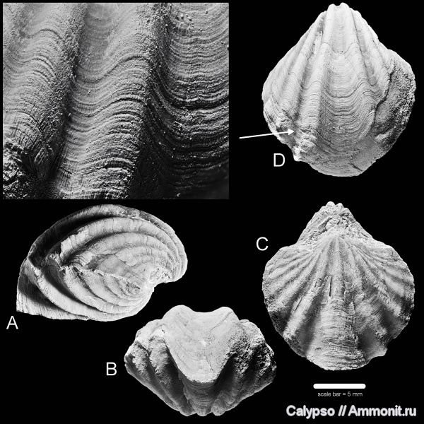?, Spiriferida, Spirifer