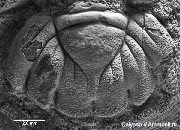 Lichidae, Amphilichas, Amphilichas hexadactylus