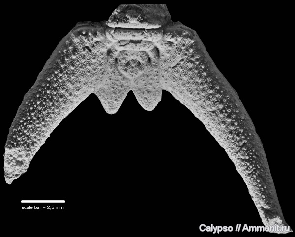 Cheiruridae, Phacopida, cheirurina, Acanthoparyphinae, Nieszkowskia, Nieszkowskia ahti