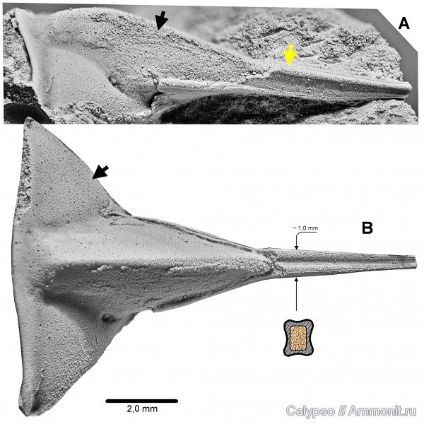 Lonchodomas rostratus, Lonchodomas, Asaphida, Raphiophoridae, Trinucleoidea