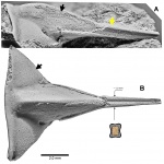 Кранидий  Lonchodomas rostratus (Sars, 1835)