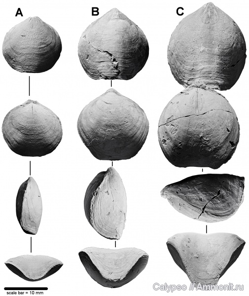 Rhynchonellida, Stenoscismatoidea, Psilocamaridae, Camarophorina, Camarophorina antisella