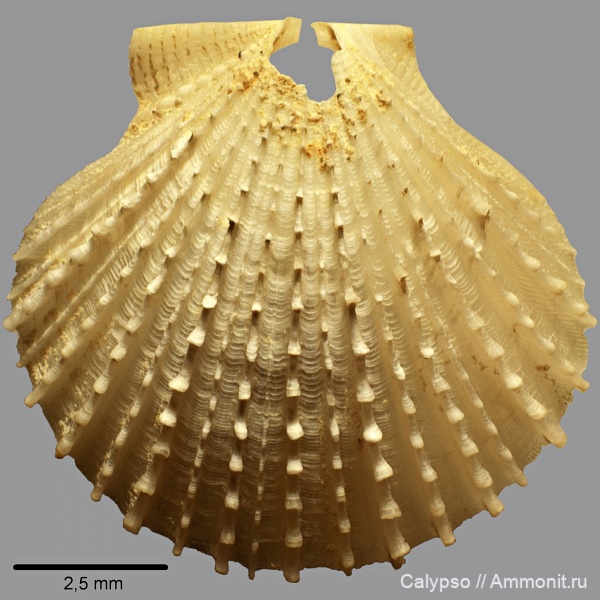 Chlamys, Aequipecten, Pectinidae, aequipecten ajatensis