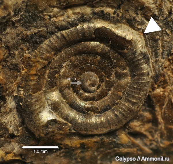 Eothinites, ?, Ammonoidea, аммонителла, Metalegoceratidae