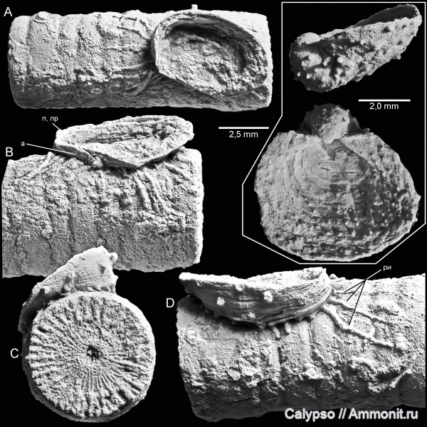 Productida, Strophalosiidae, Strophlosiacea, Craspedalosia, Craspedalosia pulchella