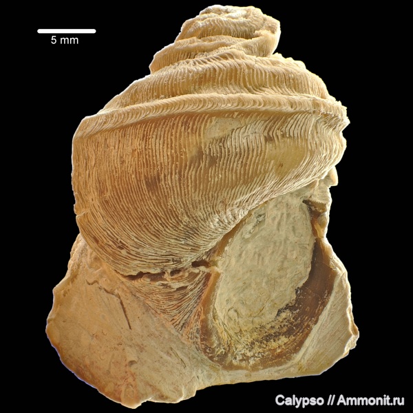 Murchisoniina, Orthogastropoda, Eotomarioidea, Phanerotrematidae, Brachytomaria, Brachytomaria baltica