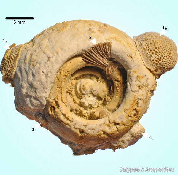 Orthida, Howellites, Bellerophontida, Bucaniidae, Dalmanellidina, Dalmanellidae, Dalmanelloidea, Bellerophontina, Bellerophontoidea, Bucaniinae, Megalomphala cycloides, Dalmanellina, Howellites wesenbergensis
