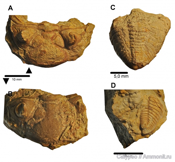 toxochasmops, Pterygometopidae, Phacopina, Toxochasmops wesenbergensis