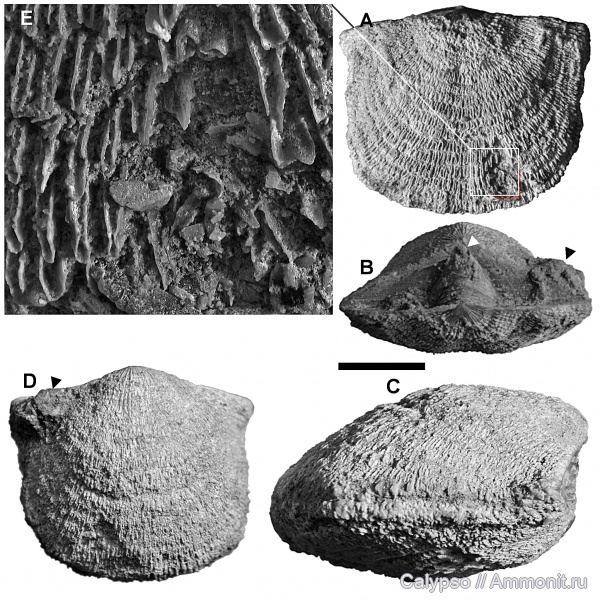 Billingsellida, Clitambonites, Clitambonitidina, Strophomenata, Clitambonitidae, Clitambonites squamatus, Clitambonitoidea