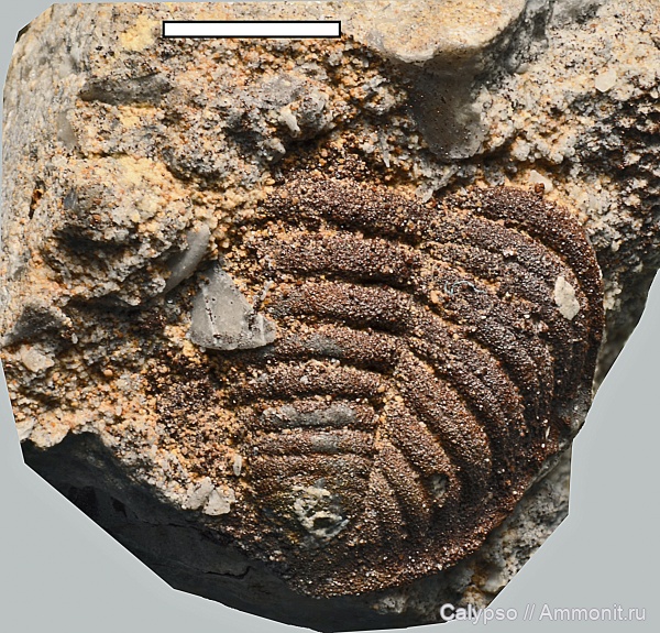 Chasmops, Pterygometopidae, Chasmops odini