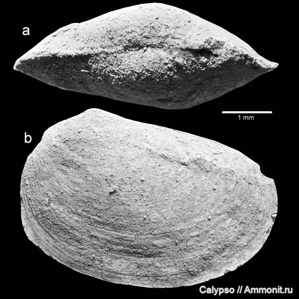 конхостраки, Estheriina, Estheriina aequalis, Phyllopoda