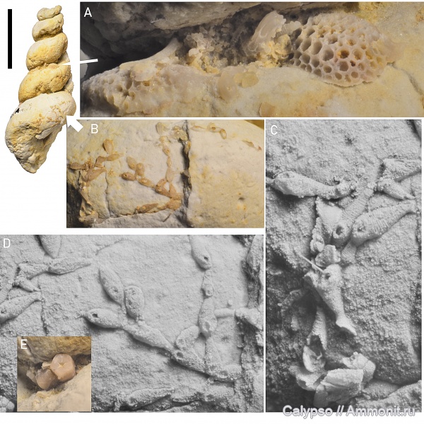 Trepostomata, Hormotoma, Murchisoniina, Stenolaemata, Orthogastropoda, Murchisonioidea, Hormotomidae, Hormotoma scrobiculata, Tubuliporida, Paleotubuliporina, Phaceloporidae, Corynotrypinae, Corynotrypa, Corynotrypa schucherti