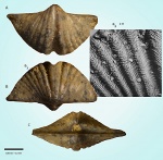 Eleutherokomma novosibiricus (Toll, 1889)