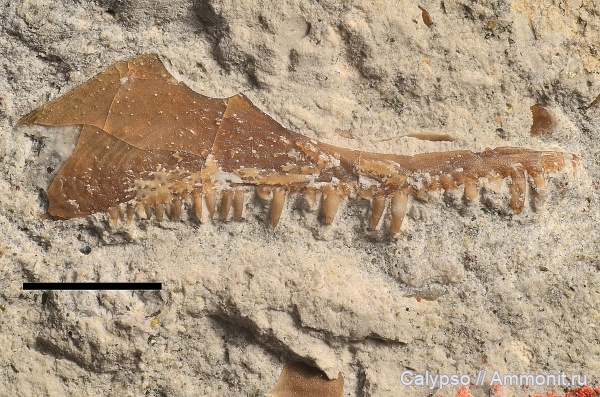 Palaeonisciformes, Palaeonisci