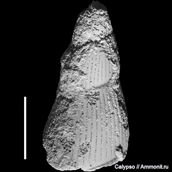 Prosobranchia, Caenogastropoda, Subulitoidea, Subulitidae, Subulites
