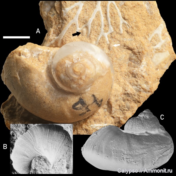 Chasmatopora, Phylloporinida, Chasmatopora furcata, Holopea, Chasmatoporidae, Stenolaemata, Chasmatoporinae, Euomphalina, Euomphaloidea, Holopeidae