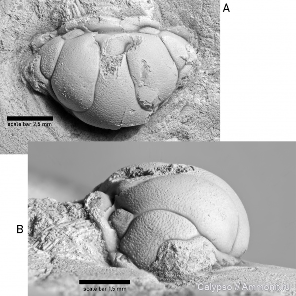 Metopolichas, Lichida, Lichidae, Metopolichas squamulosus