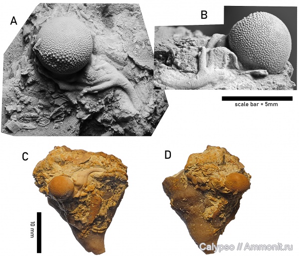 Rugosa, Cheiruridae, Phacopida, cheirurina, Stauriida, Calostylina, Lambelasmatidae, Lambelasmatinae, Dybowskinia, Lambelasma, Deiphoninae, Sphaerocoryphe, sphaerocoryphe atlantiades