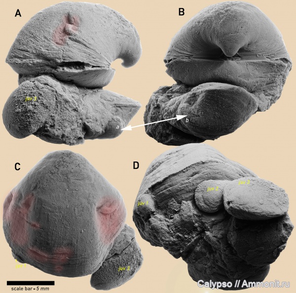 Spiriferida, Rhynchonellida, Leiorhynchidae, Ambocoeliidae, Ilmenia, Rhynchospiriferinae, Ilmenia perlevis, Leiorhynchinae