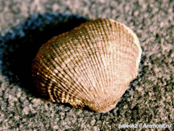 брахиоподы, Productida, Каратау хребет