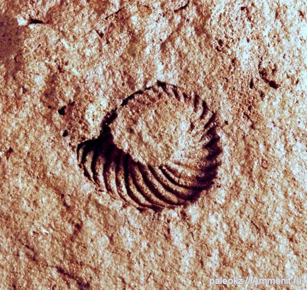 моллюски, ордовик, Казахстан, Nautiloidea, Tarphycerida, Ordovician