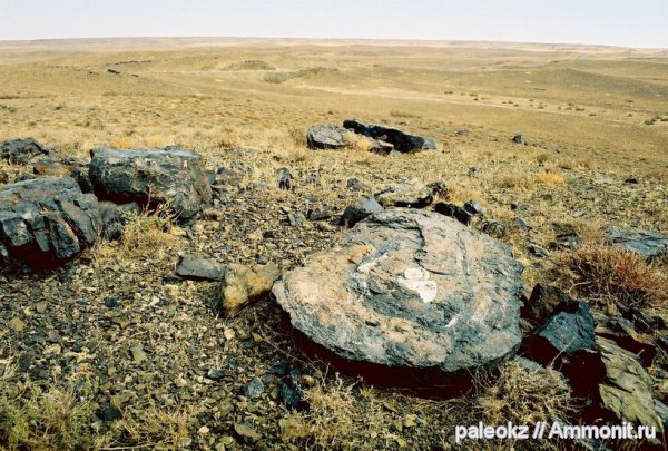 венд, строматолиты, Казахстан
