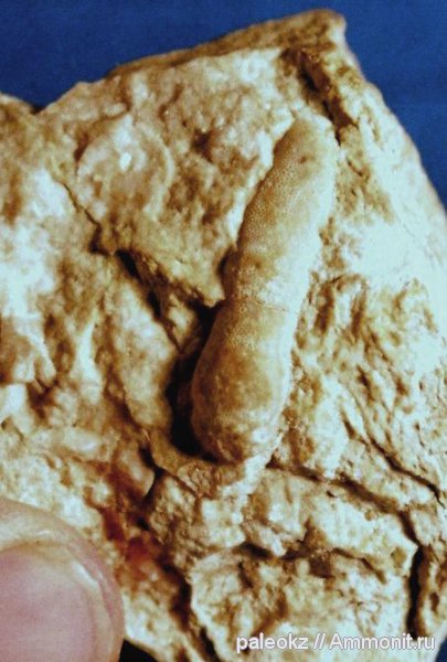 иглокожие, ордовик, Казахстан