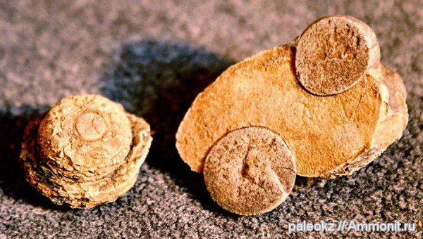 карбон, губки, Казахстан