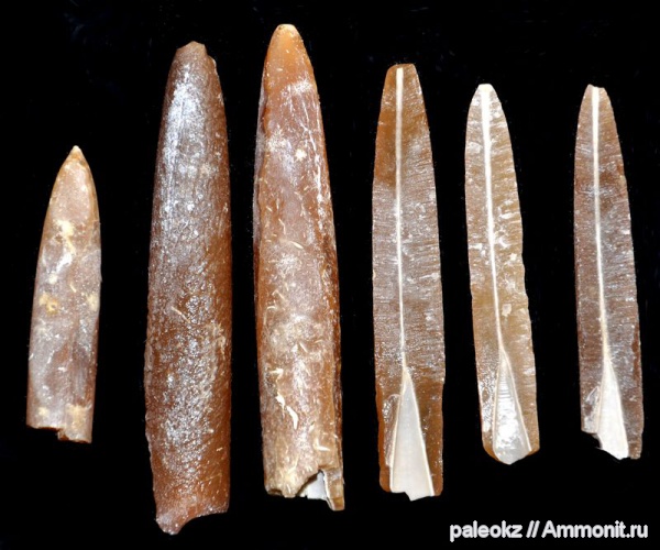 белемниты, мел, Мангышлак, Cretaceous, belemnites