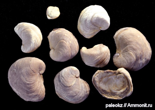 мел, двустворки, Мангышлак, Cretaceous