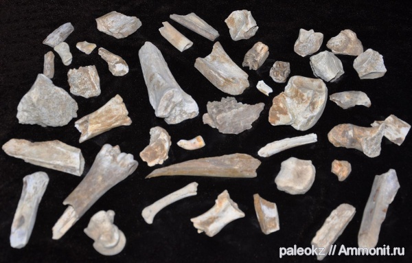 позвоночные, плиоцен, Гусиный перелет