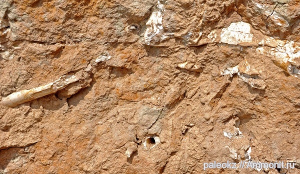 млекопитающие, плиоцен, Гусиный перелет