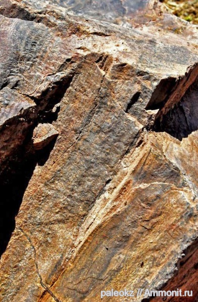 мел, секвойи, Cretaceous