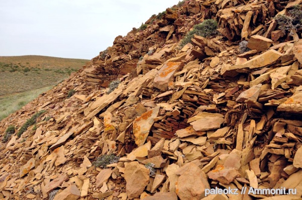 брахиоподы, трилобиты, мшанки, кораллы, Центральный Казахстан, Бетпак-Дала