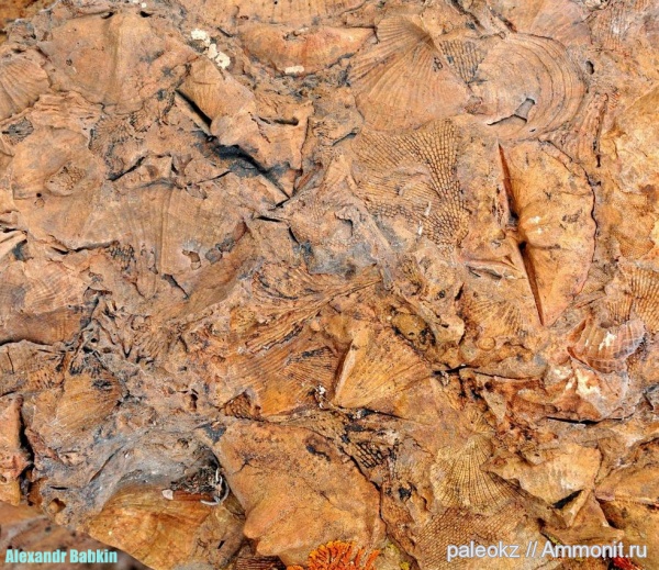 брахиоподы, карбон, мшанки, Центральный Казахстан, Бетпак-Дала