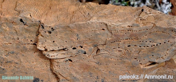 карбон, мшанки, Центральный Казахстан, Бетпак-Дала