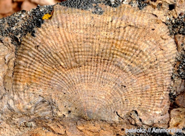 брахиоподы, карбон, Центральный Казахстан, Бетпак-Дала