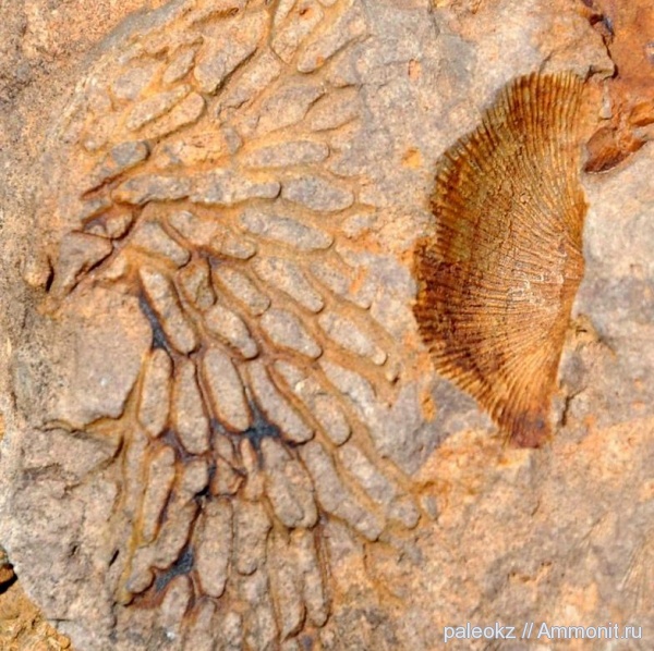 брахиоподы, мшанки, Центральный Казахстан, Бетпак-Дала