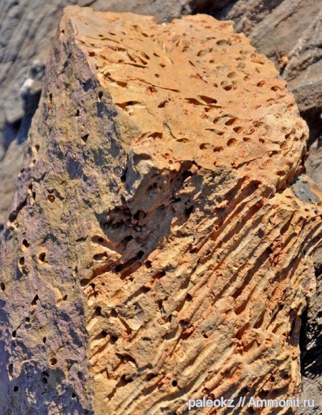 карбон, кораллы, Rugosa, Центральный Казахстан, Бетпак-Дала карбон, кораллы, Rugosa, Центральный Казахстан, Бетпак-Дала