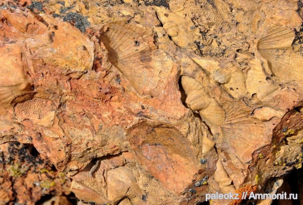 брахиоподы, мшанки, Центральный Казахстан, Бетпак-Дала