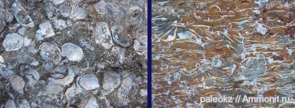 брахиоподы, карбон