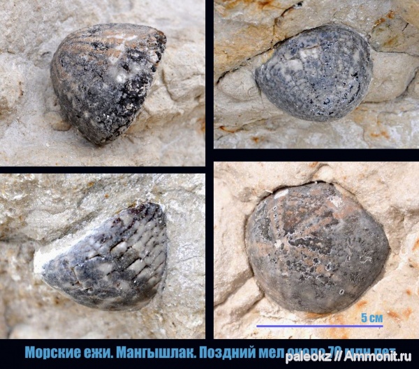 морские ежи