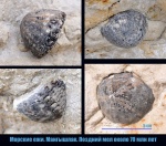 Морские ежи. Мангышлак Морские ежи. Мангышлак